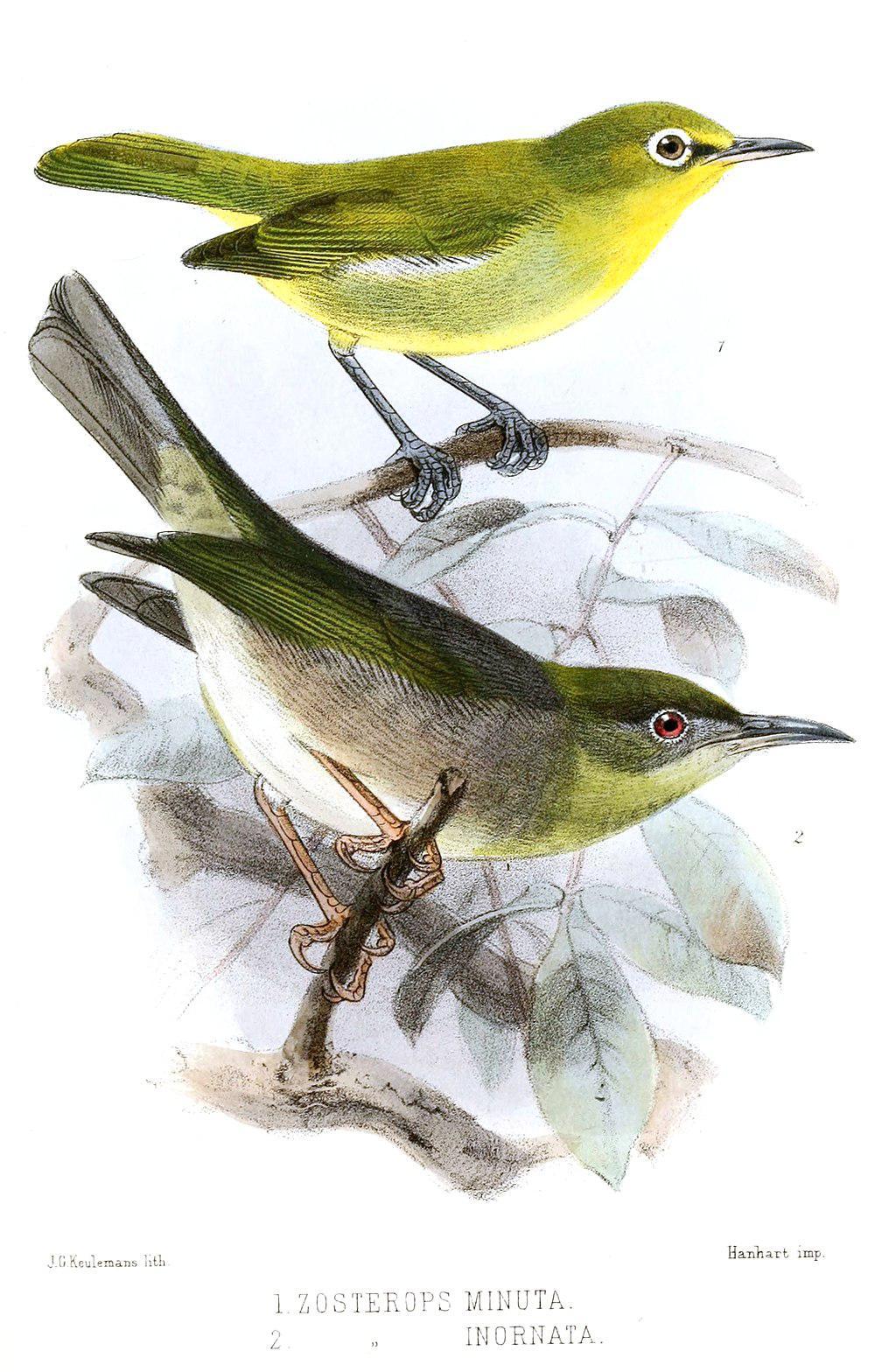 利岛绣眼鸟 / Large Lifou White-eye / Zosterops inornatus