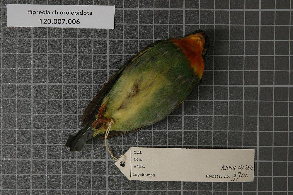 红喉食果伞鸟 / Fiery-throated Fruiteater / Pipreola chlorolepidota