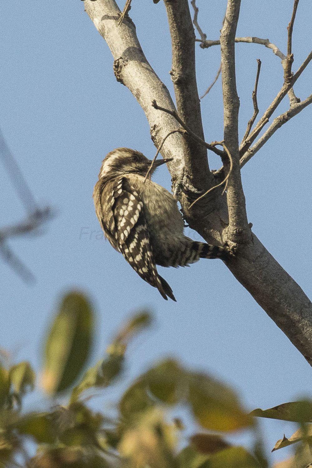 褐背啄木鸟 / Brown-backed Woodpecker / Dendropicos obsoletus