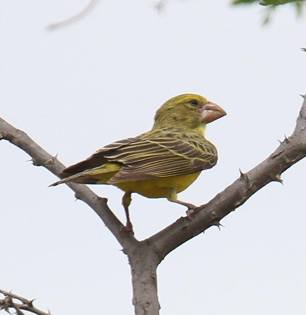 肯尼亚大嘴丝雀 / Southern Grosbeak-Canary / Crithagra buchanani