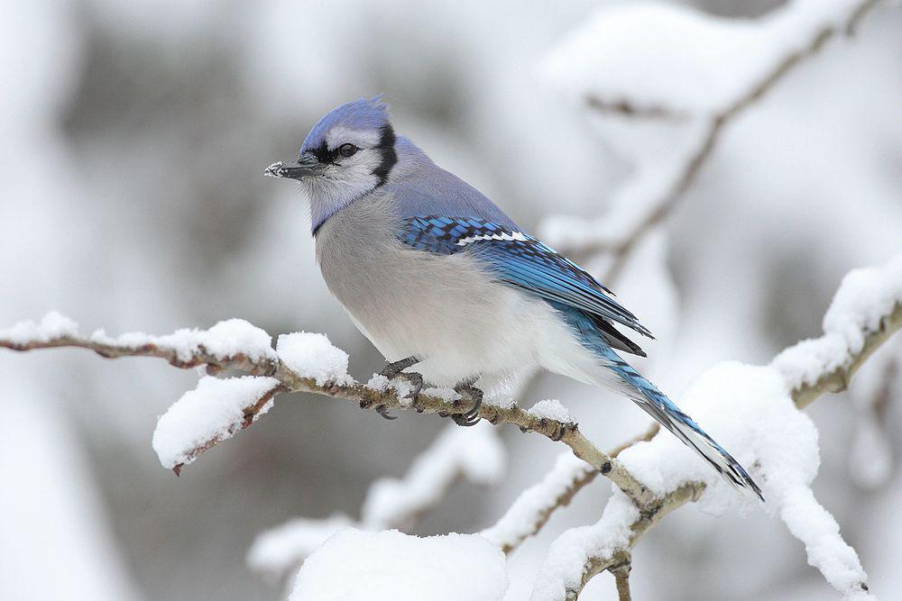 冠蓝鸦 / Blue Jay / Cyanocitta cristata