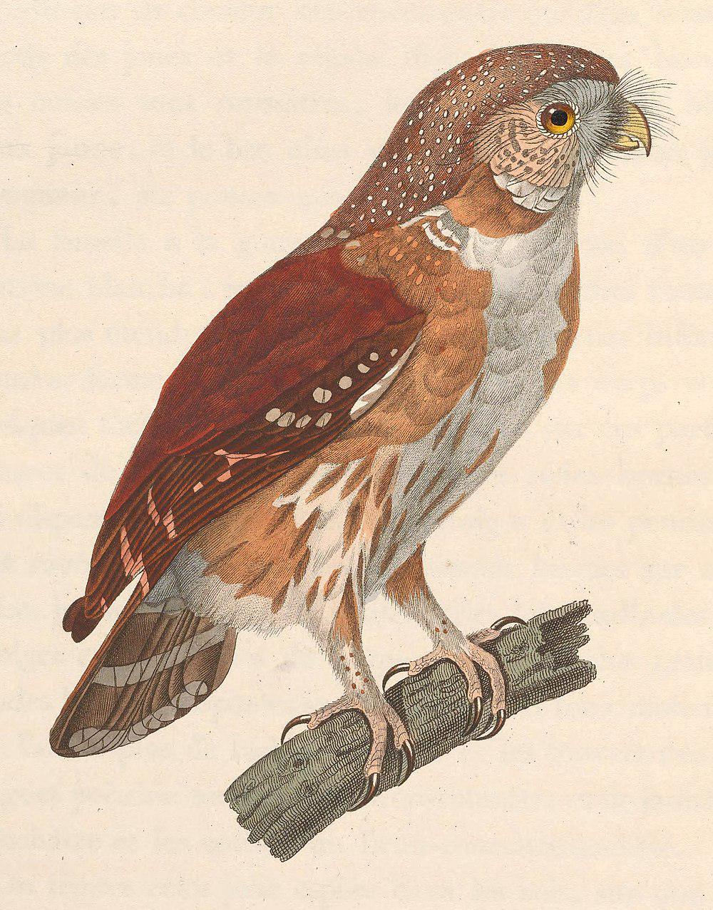 巴西鸺鹠 / East Brazilian Pygmy Owl / Glaucidium minutissimum