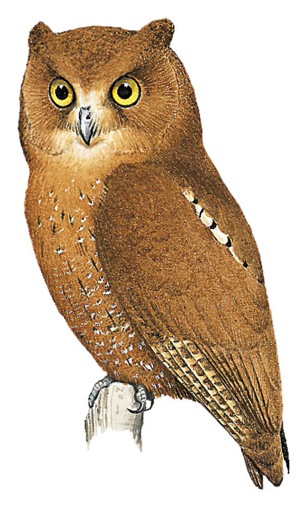 栗角鸮 / Simeulue Scops Owl / Otus umbra