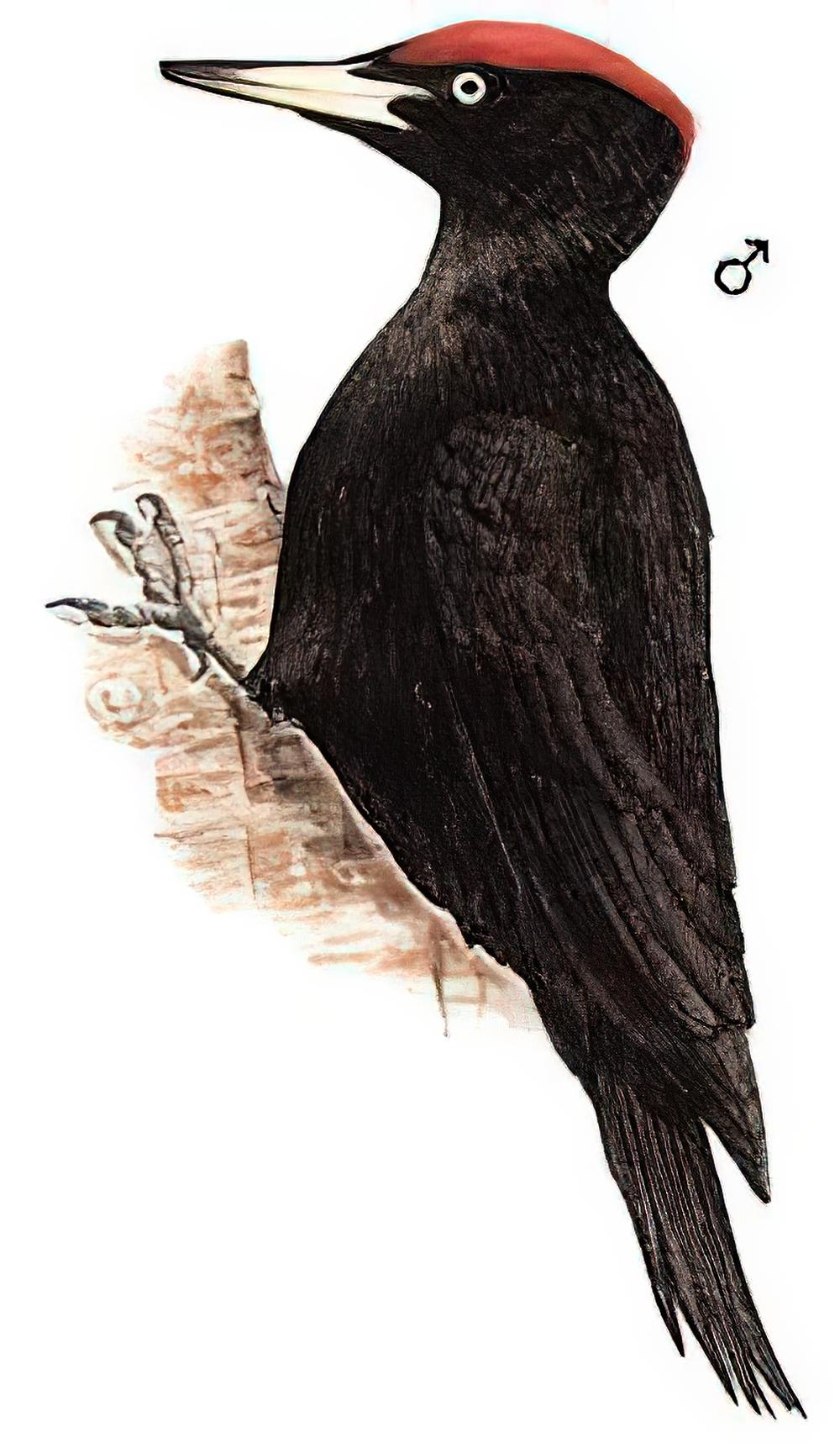 黑啄木鸟 / Black Woodpecker / Dryocopus martius
