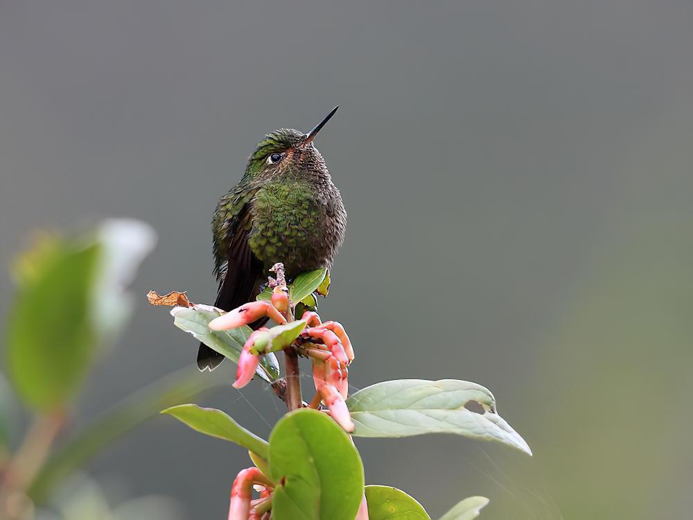 翠绿辉尾蜂鸟 / Viridian Metaltail / Metallura williami