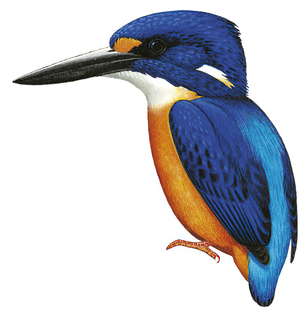 新爱尔兰三趾翠鸟 / New Ireland Dwarf Kingfisher / Ceyx mulcatus