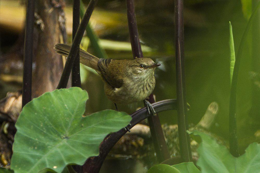 马岛沼泽苇莺 / Madagascan Swamp Warbler / Acrocephalus newtoni
