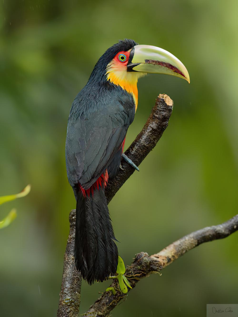 红胸巨嘴鸟 / Green-billed Toucan / Ramphastos dicolorus