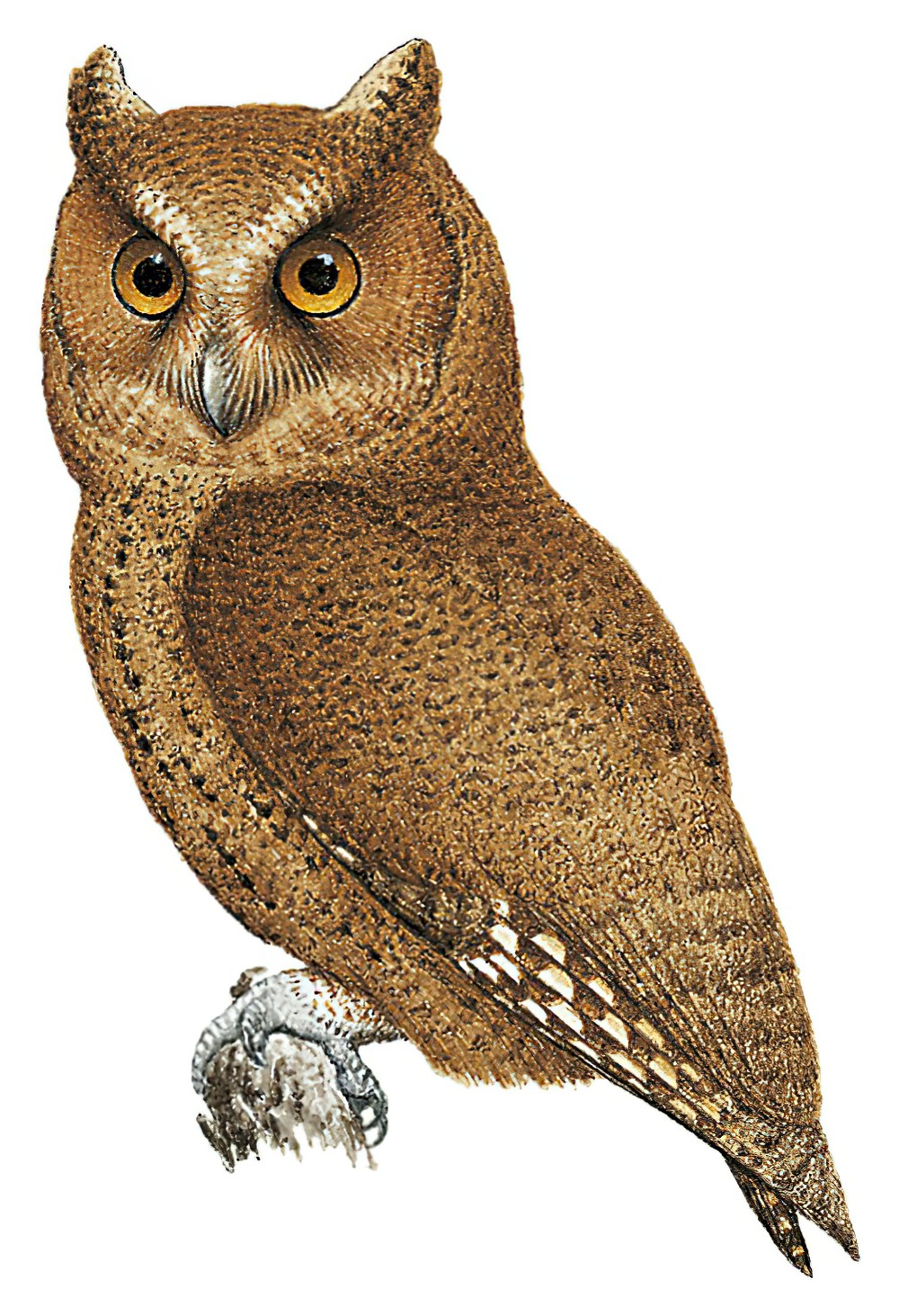 巴拉望角鸮 / Palawan Scops Owl / Otus fuliginosus