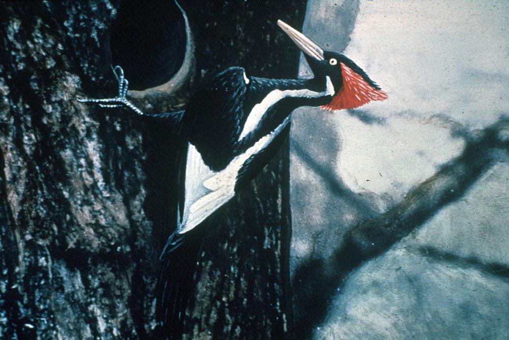 象牙嘴啄木鸟 / Ivory-billed Woodpecker / Campephilus principalis