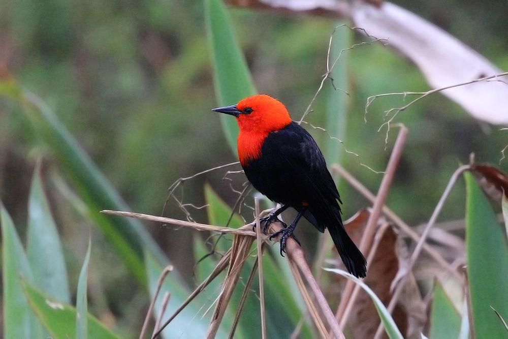 红头黑鹂 / Scarlet-headed Blackbird / Amblyramphus holosericeus