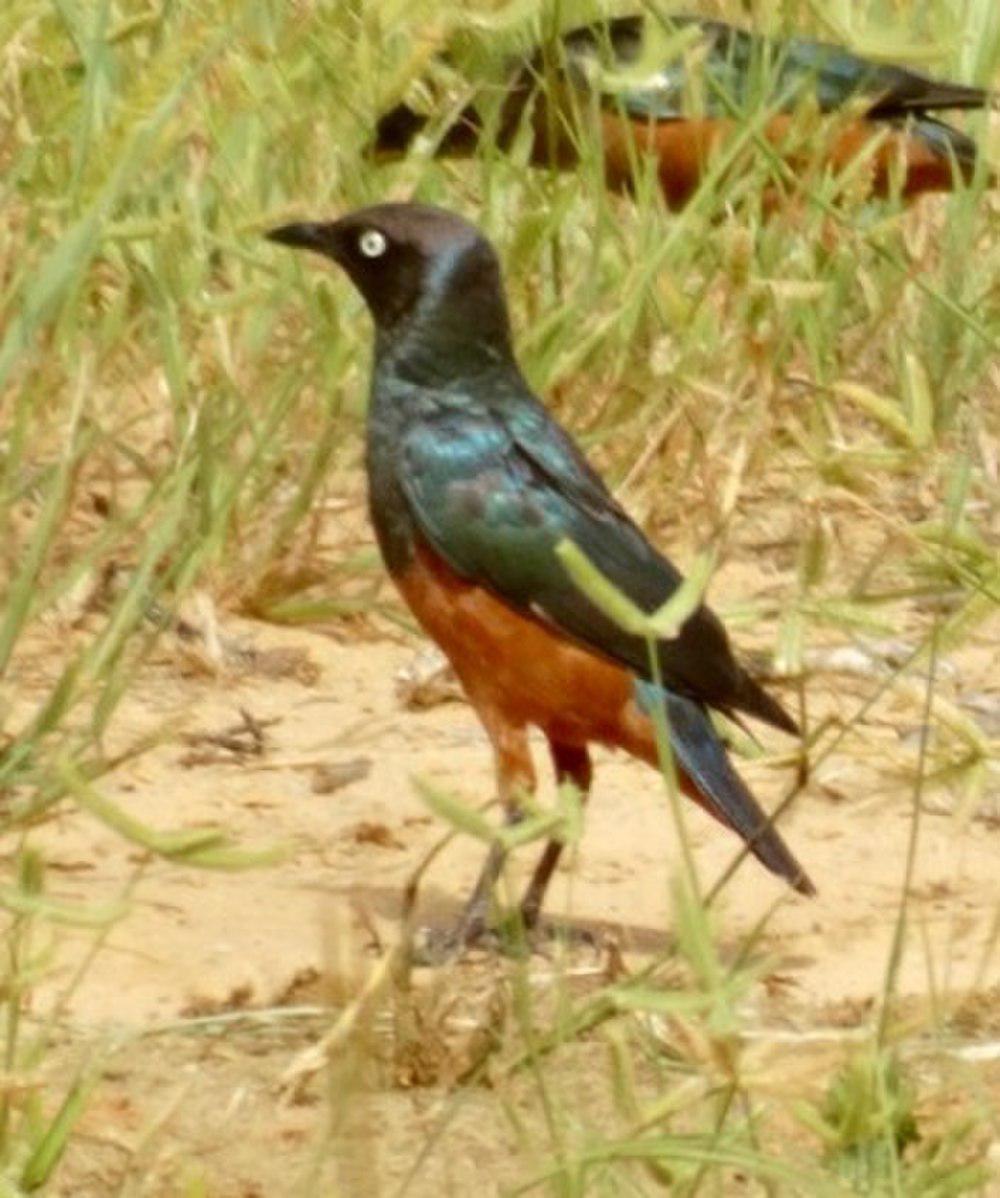 栗腹丽椋鸟 / Chestnut-bellied Starling / Lamprotornis pulcher