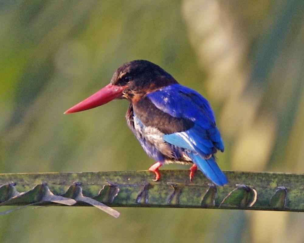 爪哇翡翠 / Javan Kingfisher / Halcyon cyanoventris