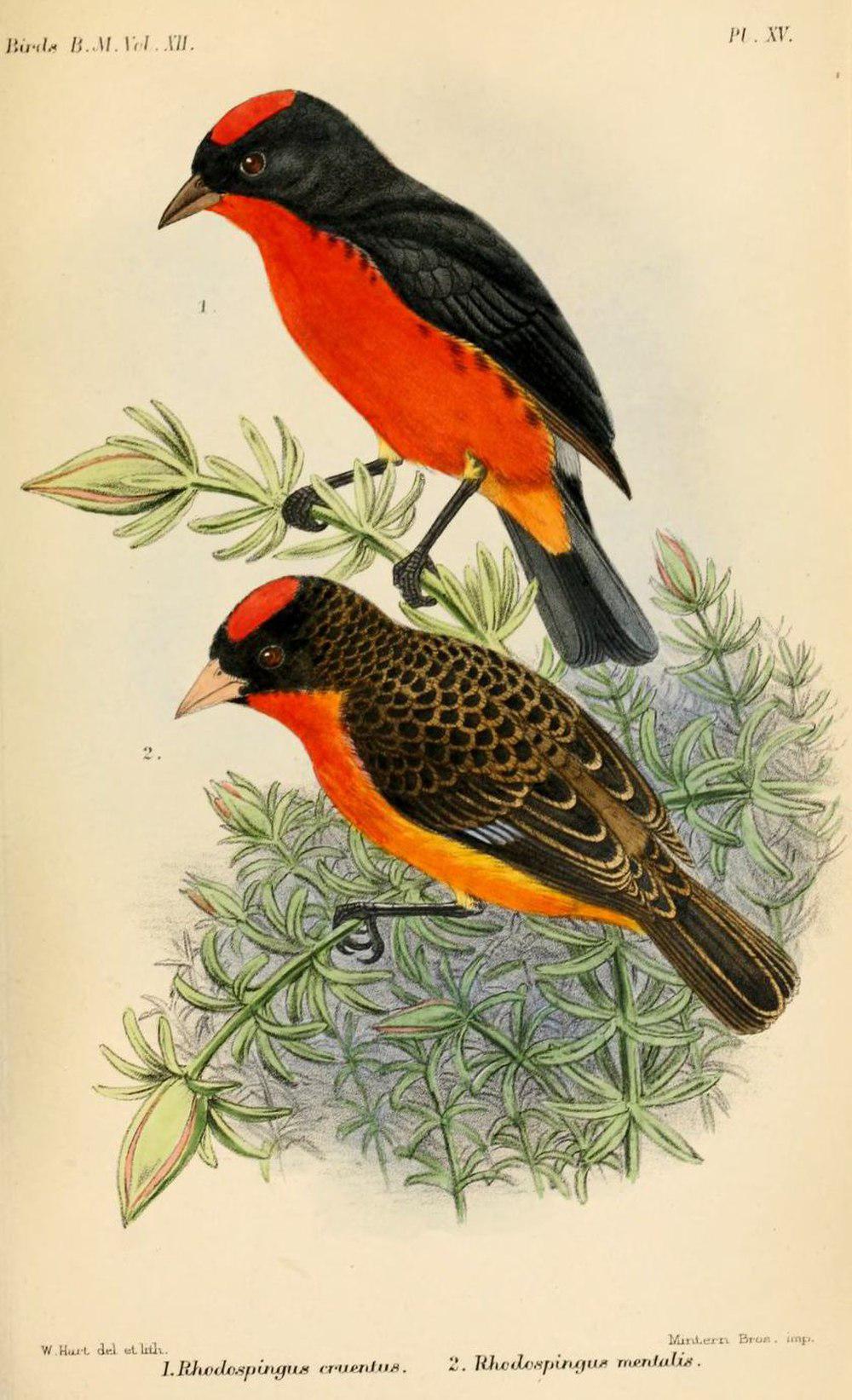 红胸雀 / Crimson-breasted Finch / Rhodospingus cruentus
