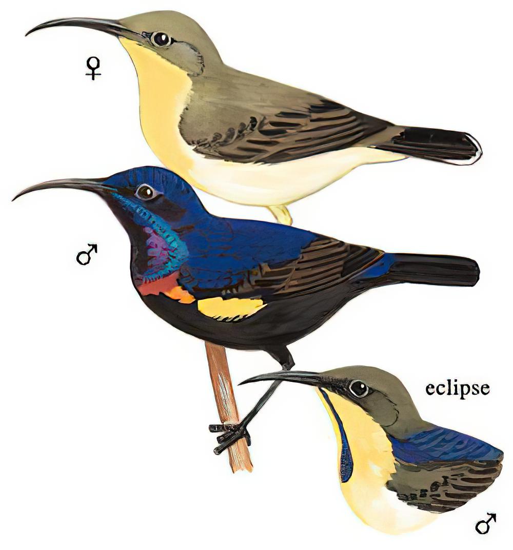 紫色花蜜鸟 / Purple Sunbird / Cinnyris asiaticus