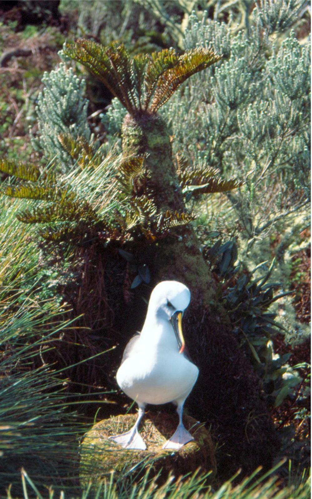 黄鼻信天翁 / Atlantic Yellow-nosed Albatross / Thalassarche chlororhynchos