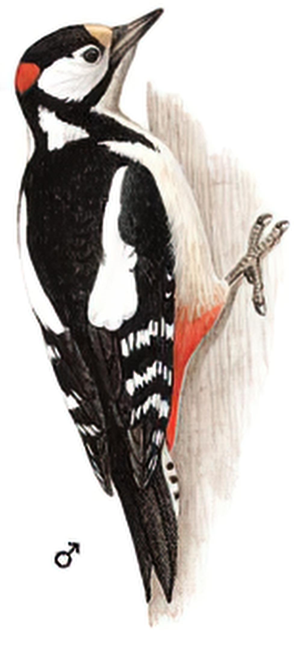 大斑啄木鸟 / Great Spotted Woodpecker / Dendrocopos major