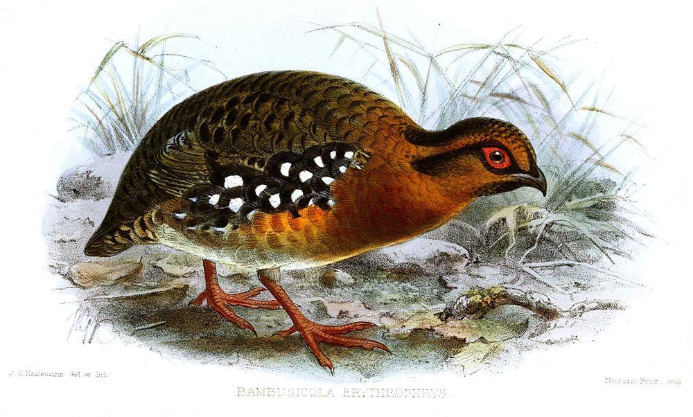 赤胸山鹧鸪 / Red-breasted Partridge / Arborophila hyperythra