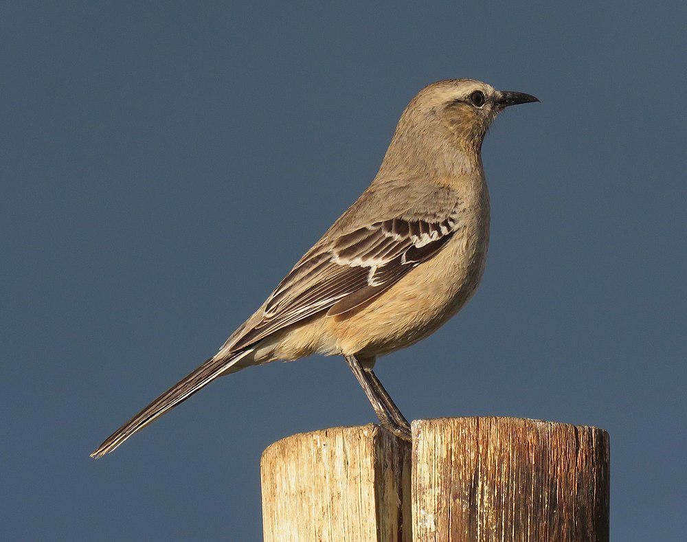 南美小嘲鸫 / Patagonian Mockingbird / Mimus patagonicus