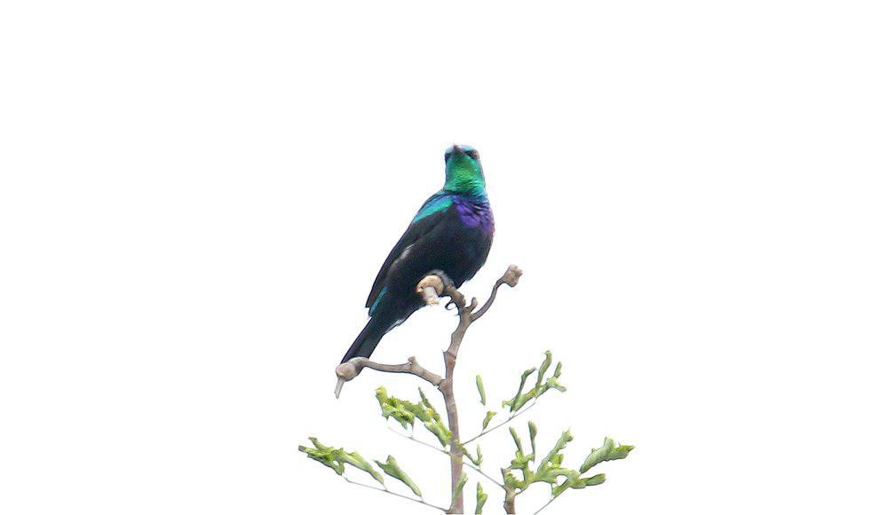 察武花蜜鸟 / Tsavo Sunbird / Cinnyris tsavoensis