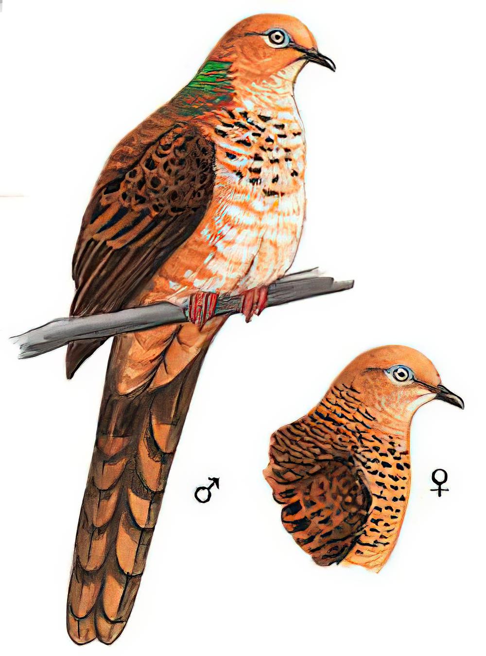 小鹃鸠 / Little Cuckoo-Dove / Macropygia ruficeps