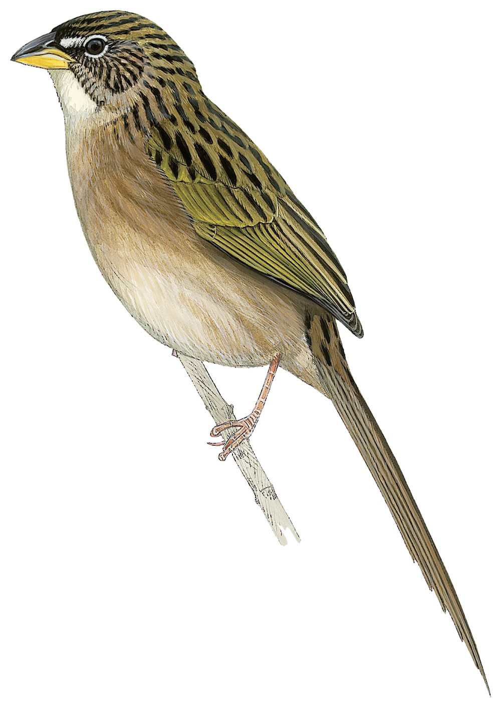 山楔尾草鹀 / Duida Grass Finch / Emberizoides duidae