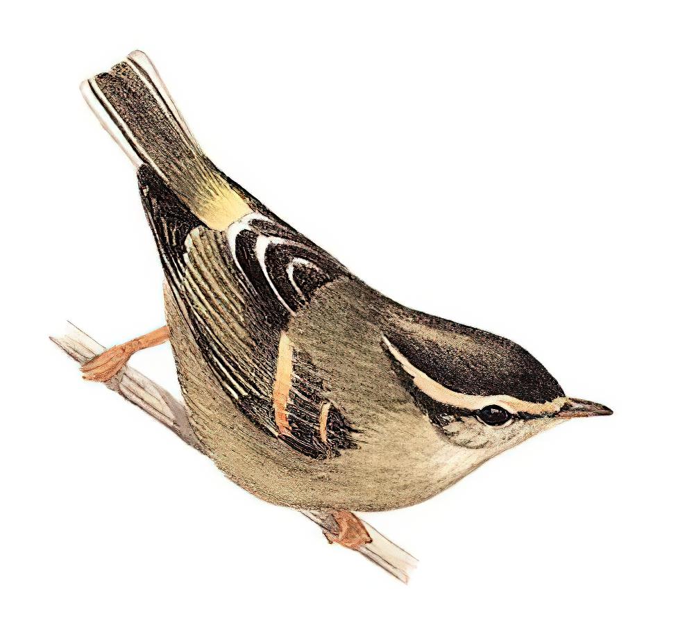 橙斑翅柳莺 / Buff-barred Warbler / Phylloscopus pulcher