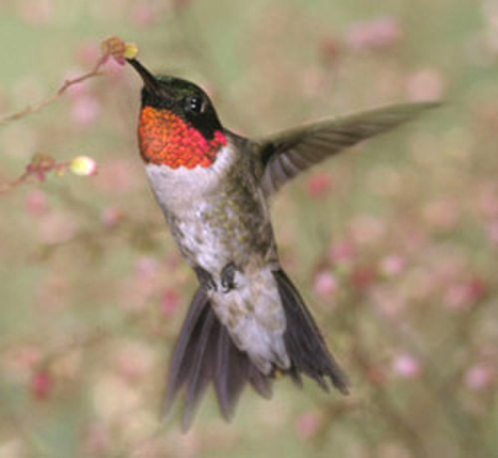 红喉北蜂鸟 / Ruby-throated Hummingbird / Archilochus colubris