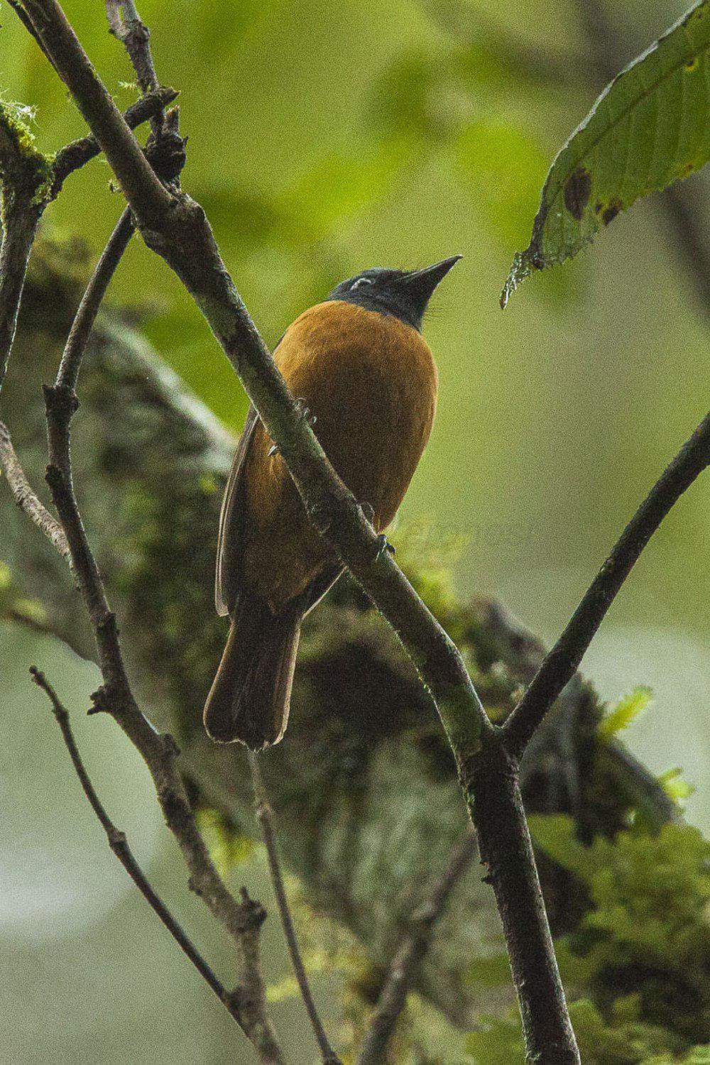 蓝额仙鹟 / Blue-fronted Blue Flycatcher / Cyornis hoevelli