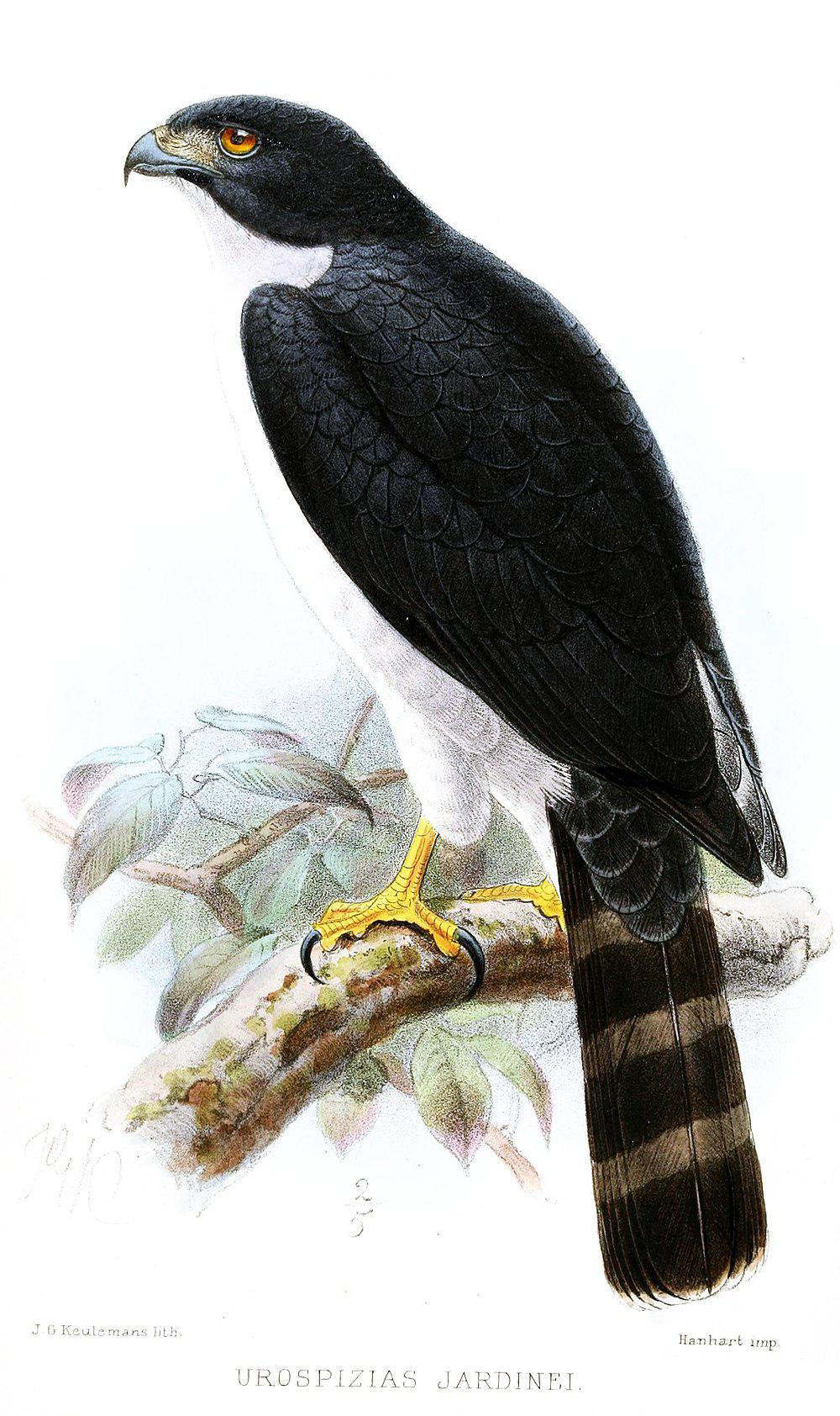 灰腹鹰 / Grey-bellied Hawk / Accipiter poliogaster