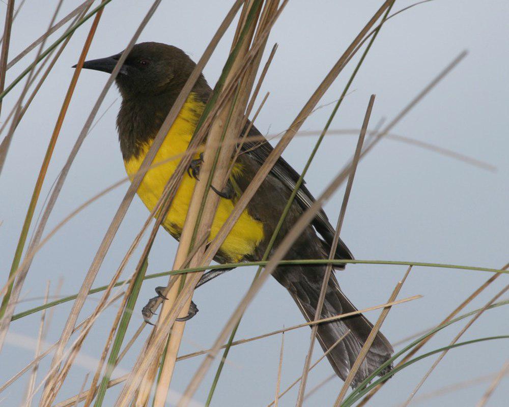 褐黄沼泽雀 / Brown-and-yellow Marshbird / Pseudoleistes virescens