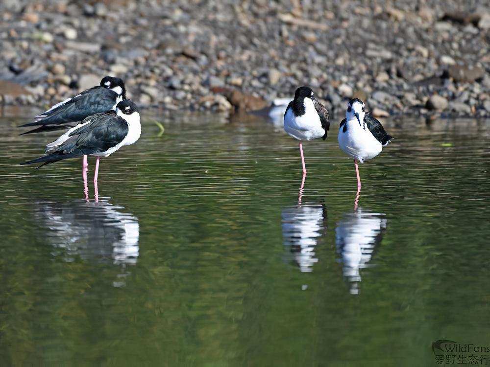 黑颈长脚鹬 / Black-necked Stilt / Himantopus mexicanus