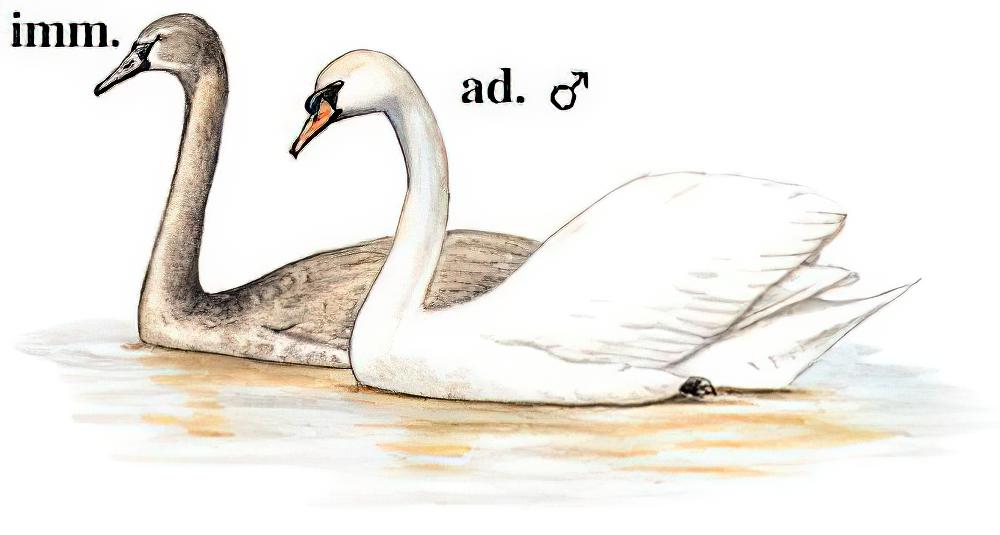疣鼻天鹅 / Mute Swan / Cygnus olor