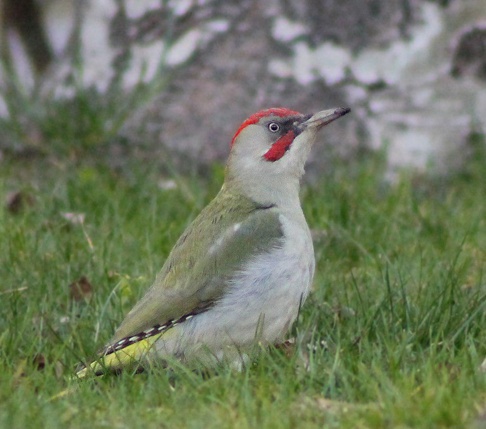 伊比利亚绿啄木鸟 / Iberian Green Woodpecker / Picus sharpei