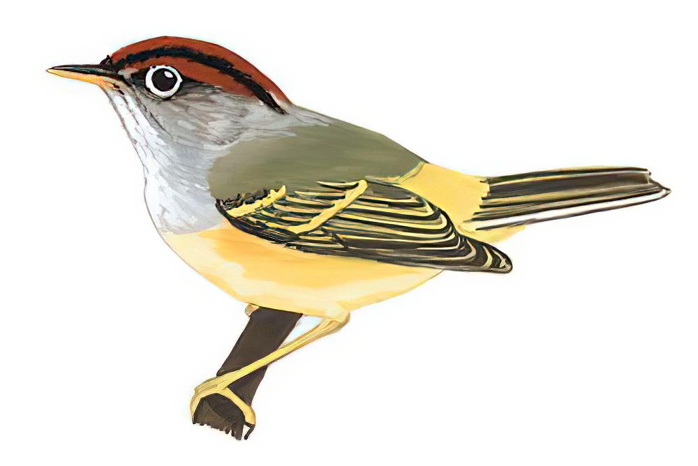 栗头鹟莺 / Chestnut-crowned Warbler / Phylloscopus castaniceps