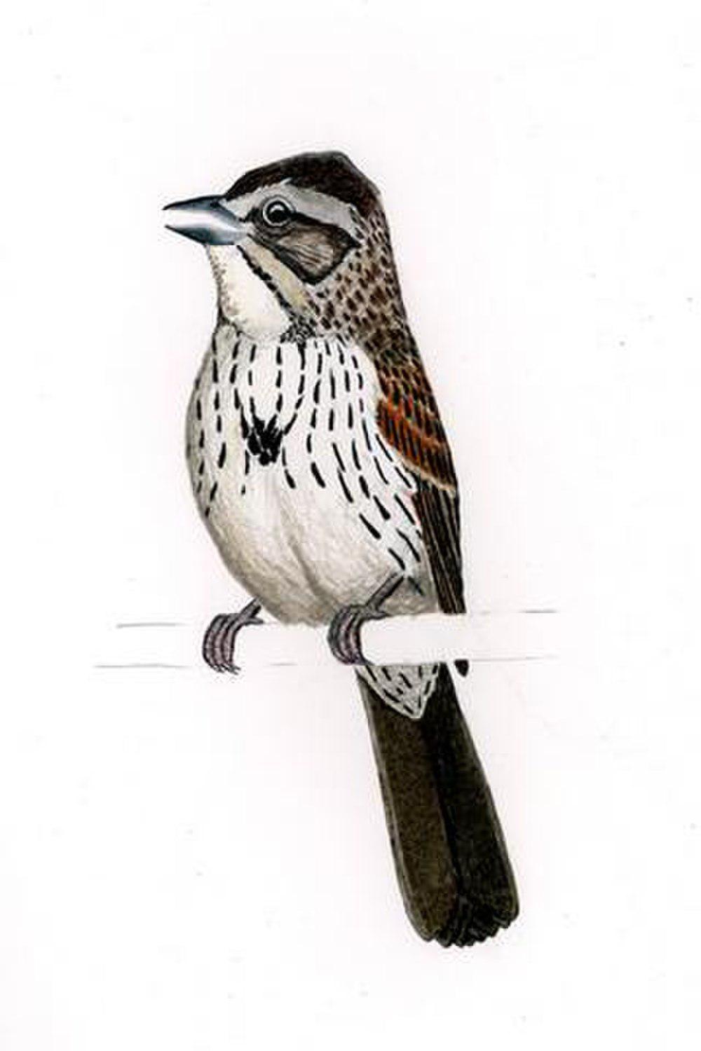 异雀鹀 / Sierra Madre Sparrow / Xenospiza baileyi