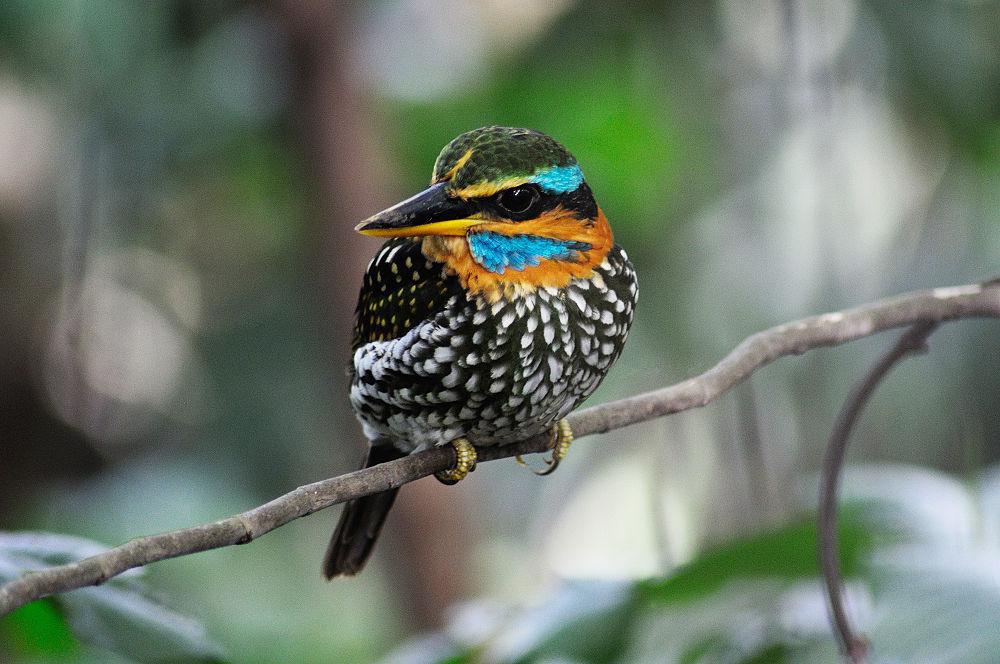 斑林翡翠 / Spotted Wood Kingfisher / Actenoides lindsayi