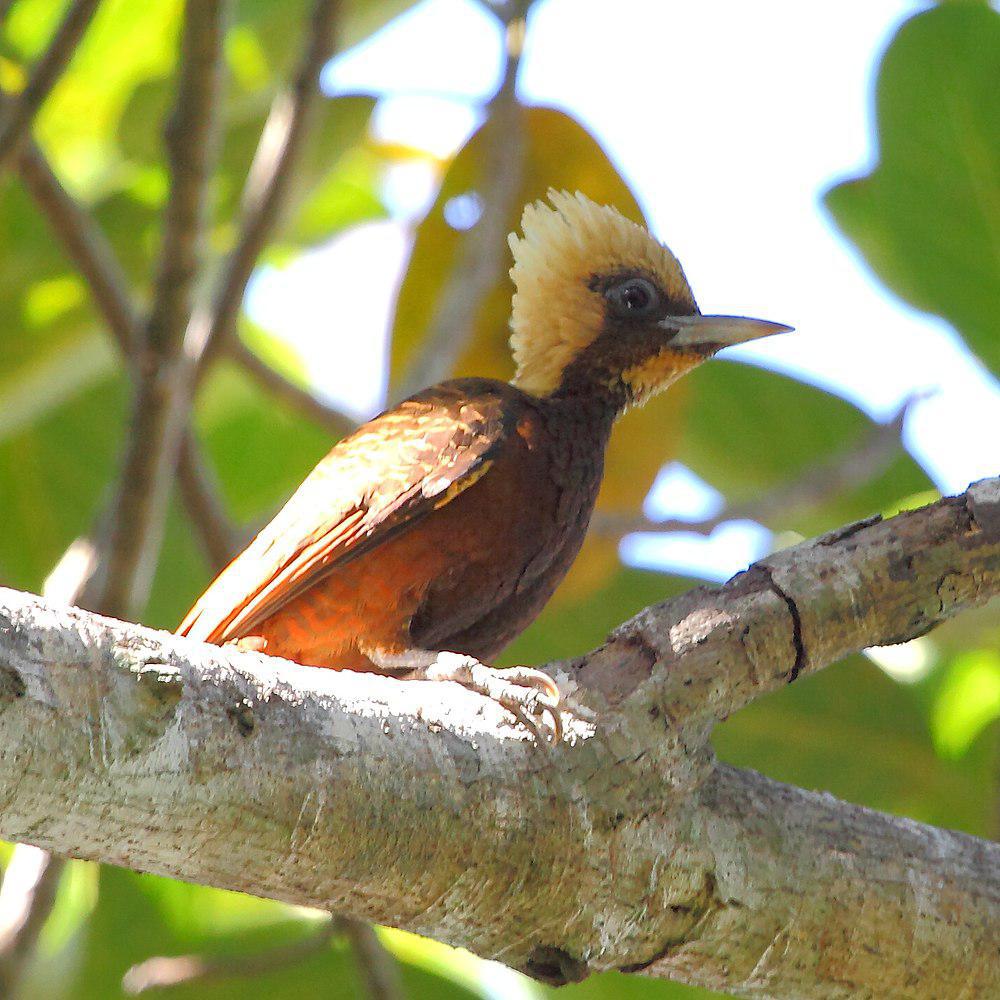 白冠啄木鸟 / Pale-crested Woodpecker / Celeus lugubris