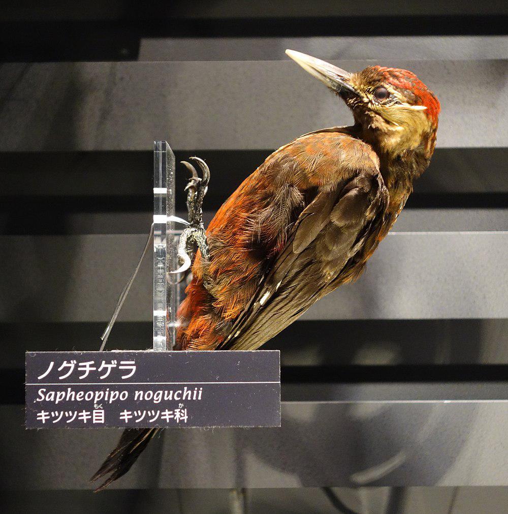 冲绳啄木鸟 / Okinawa Woodpecker / Dendrocopos noguchii
