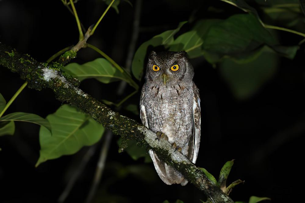 太平洋角鸮 / Pacific Screech Owl / Megascops cooperi
