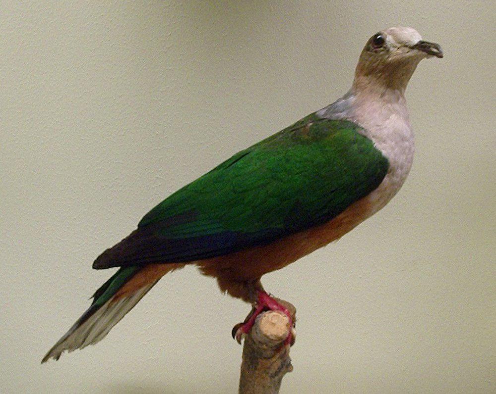 棕腹皇鸠 / Cinnamon-bellied Imperial Pigeon / Ducula basilica