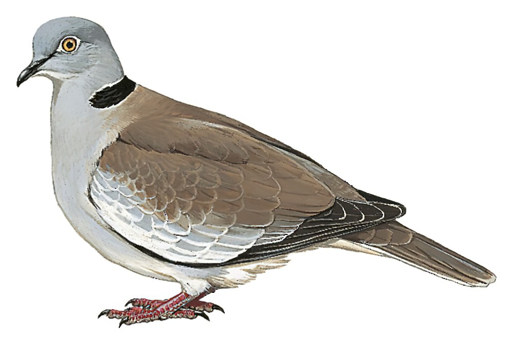 白翅斑鸠 / White-winged Collared Dove / Streptopelia reichenowi