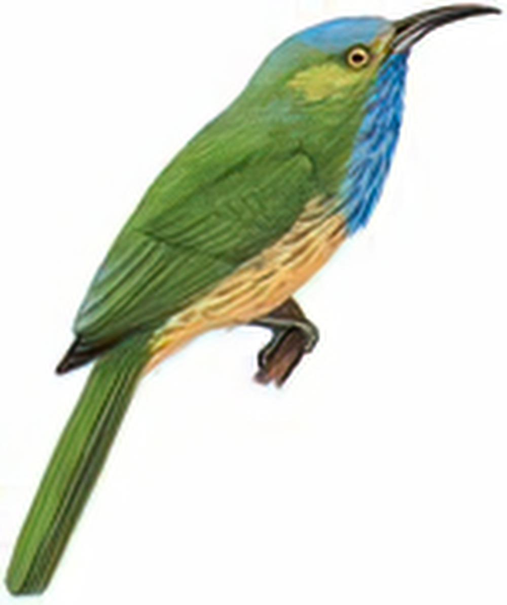 [蓝须]夜蜂虎 / Blue-bearded Bee-eater