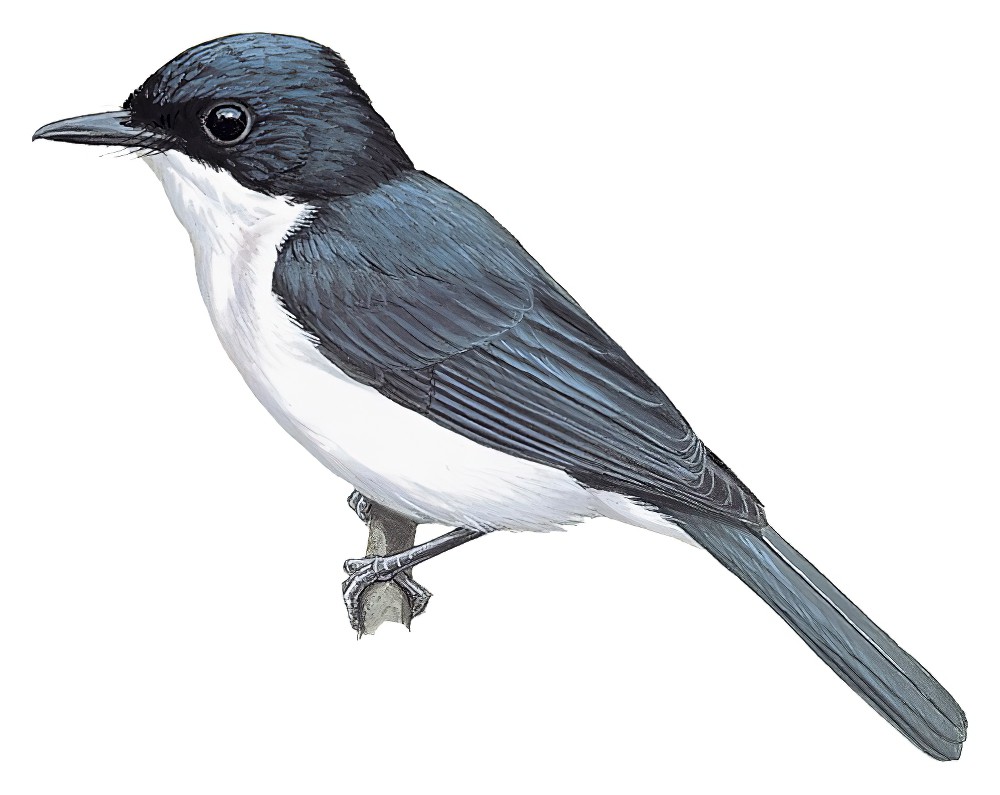 盔阔嘴鹟 / Moluccan Flycatcher / Myiagra galeata