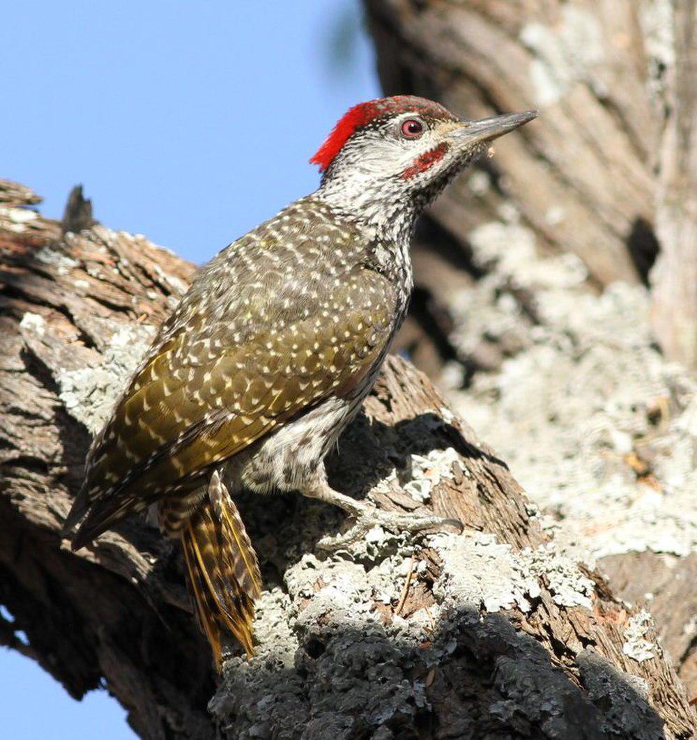 金尾啄木鸟 / Golden-tailed Woodpecker / Campethera abingoni