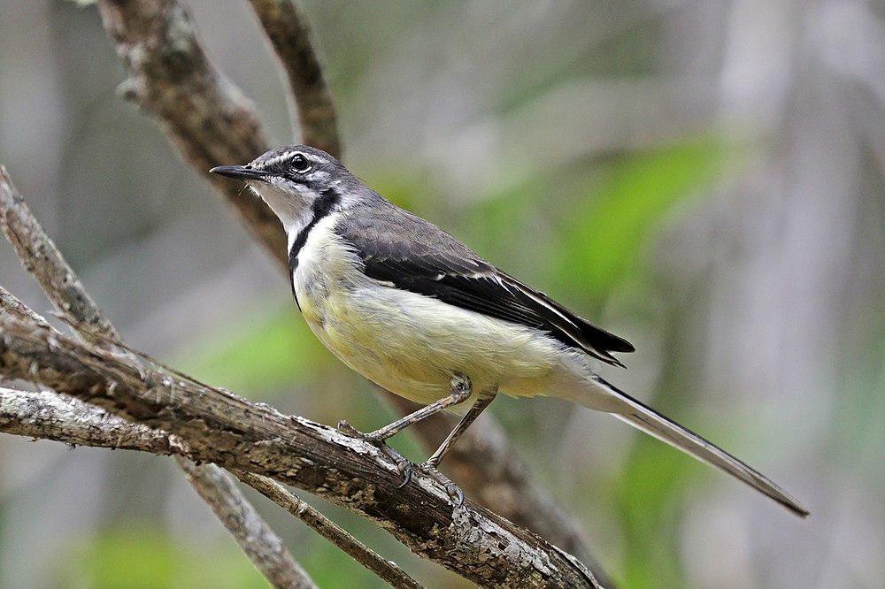 马岛鹡鸰 / Madagascan Wagtail / Motacilla flaviventris