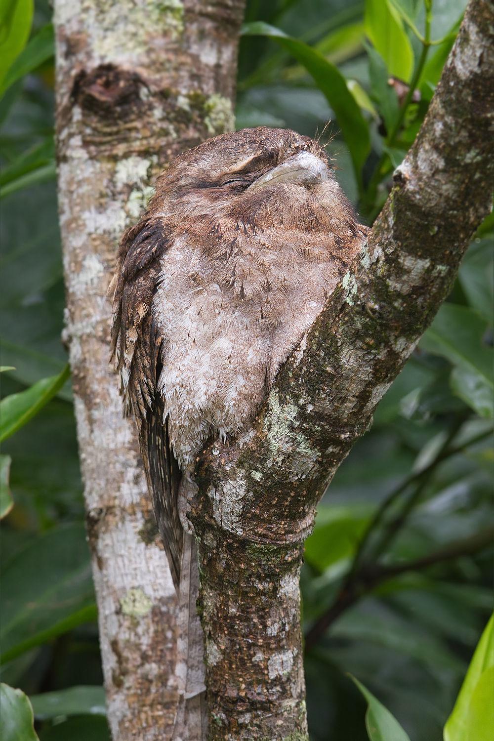 巴布亚蟆口鸱 / Papuan Frogmouth / Podargus papuensis