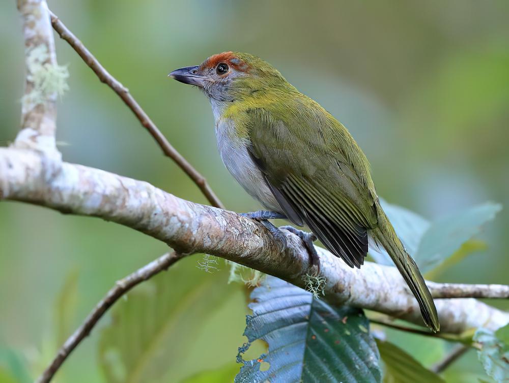 黑嘴鵙雀 / Black-billed Peppershrike / Cyclarhis nigrirostris