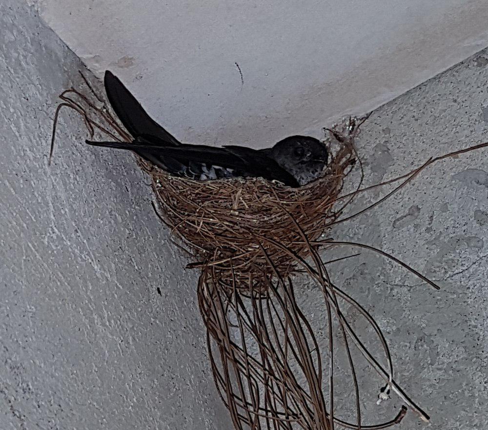 岗顶金丝燕 / Ridgetop Swiftlet / Collocalia isonota