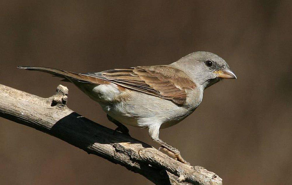 南非灰头麻雀 / Southern Grey-headed Sparrow / Passer diffusus